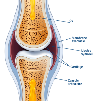articulation-du-genou